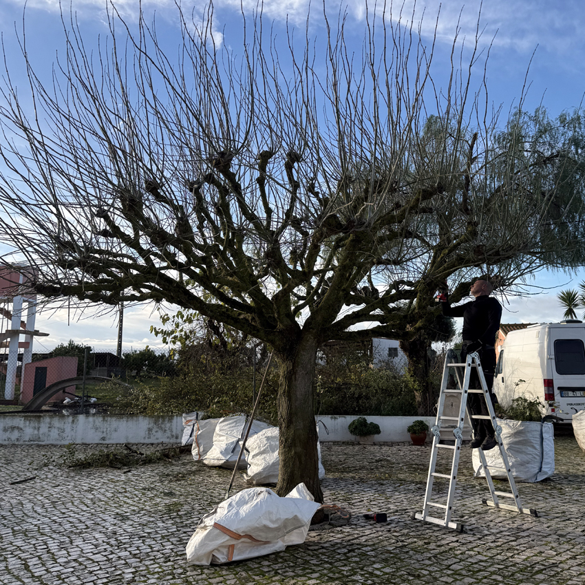 Serviços